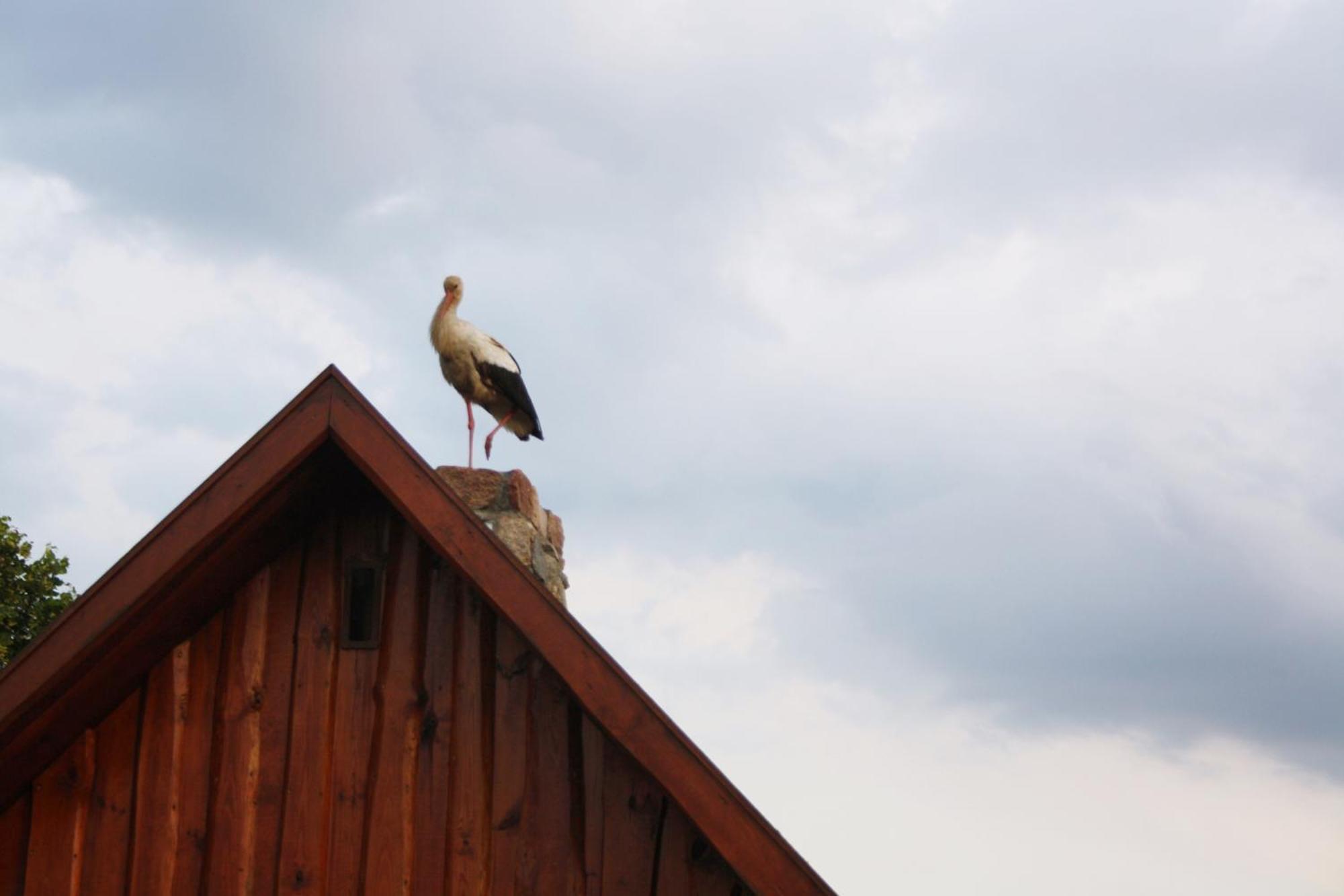 Pod Modrzewiem Pogorzelce Esterno foto