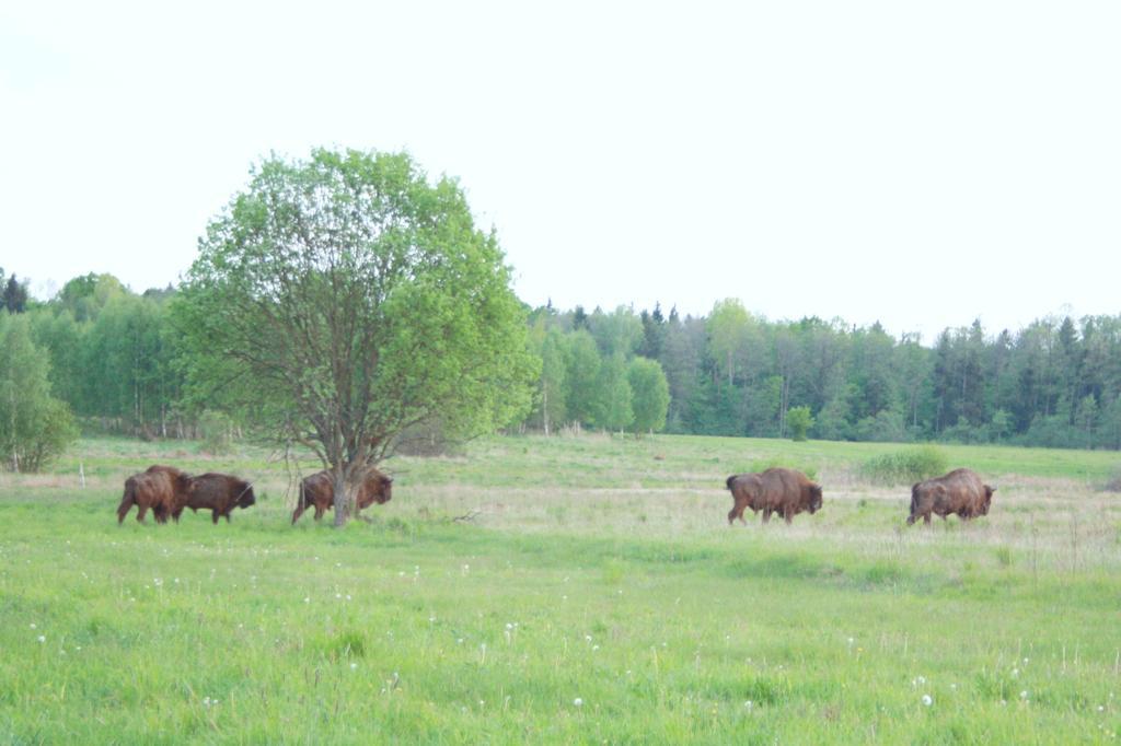Pod Modrzewiem Pogorzelce Esterno foto